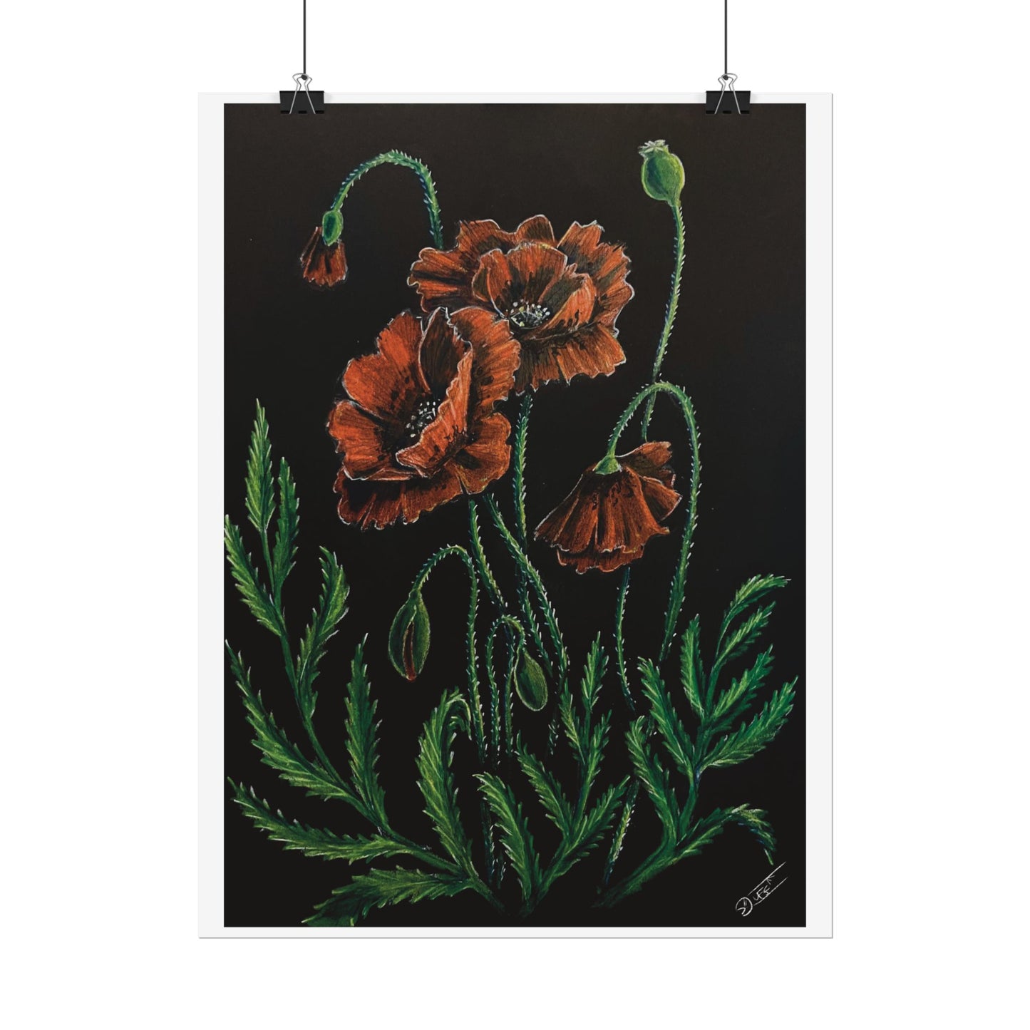 Poppy Bloom Fine Art Print