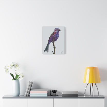 Purple Finch Canvas Print