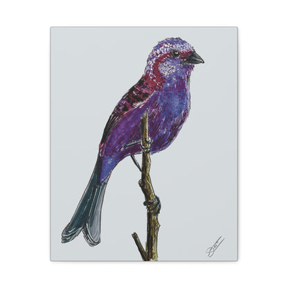 Purple Finch Canvas Print