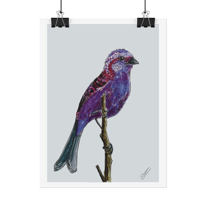 Purple Finch Fine Art Print