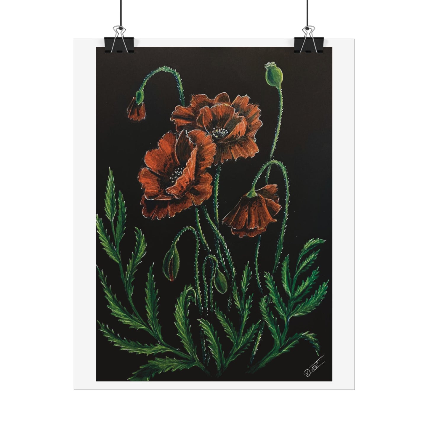 Poppy Bloom Fine Art Print