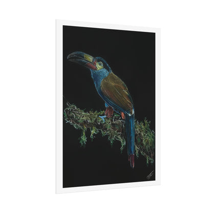 Toucan Blue Fine Art Print