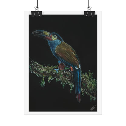 Toucan Blue Fine Art Print