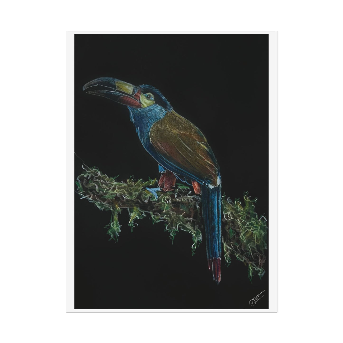 Toucan Blue Fine Art Print