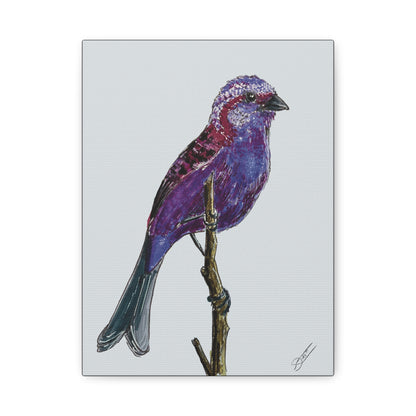 Purple Finch Canvas Print