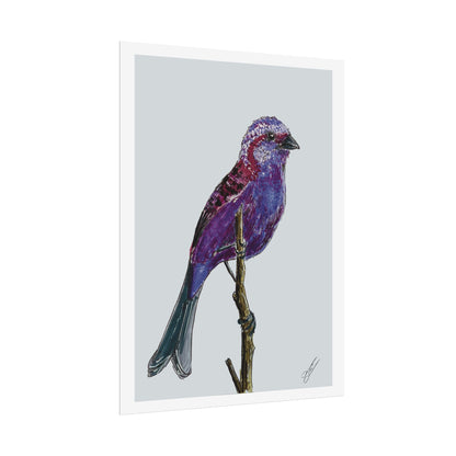 Purple Finch Fine Art Print