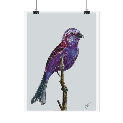 Purple Finch Fine Art Print