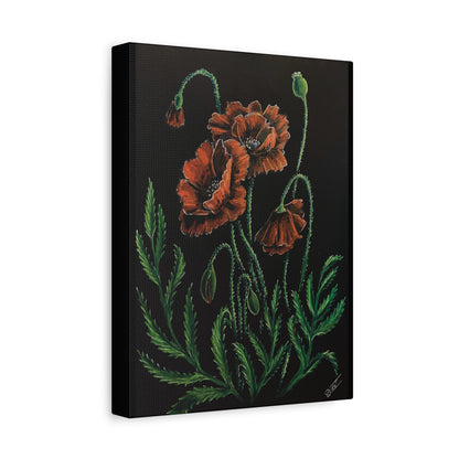 Poppy Bloom Canvas Print