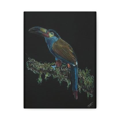 Toucan Blue Canvas Print