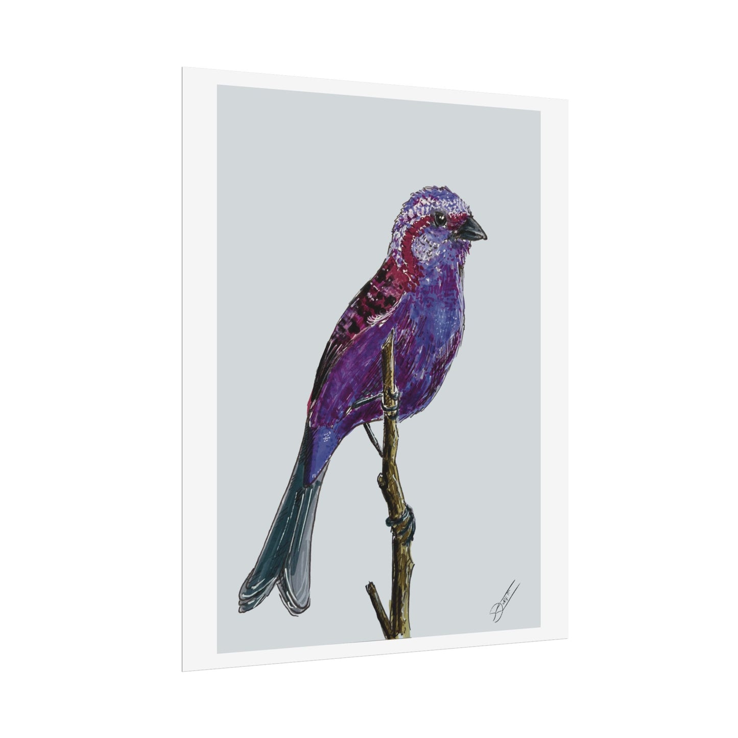 Purple Finch Fine Art Print