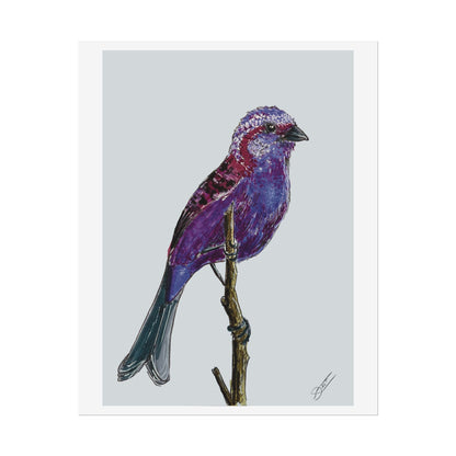 Purple Finch Fine Art Print