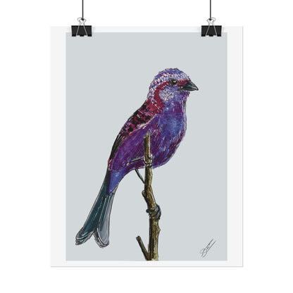 Purple Finch Fine Art Print