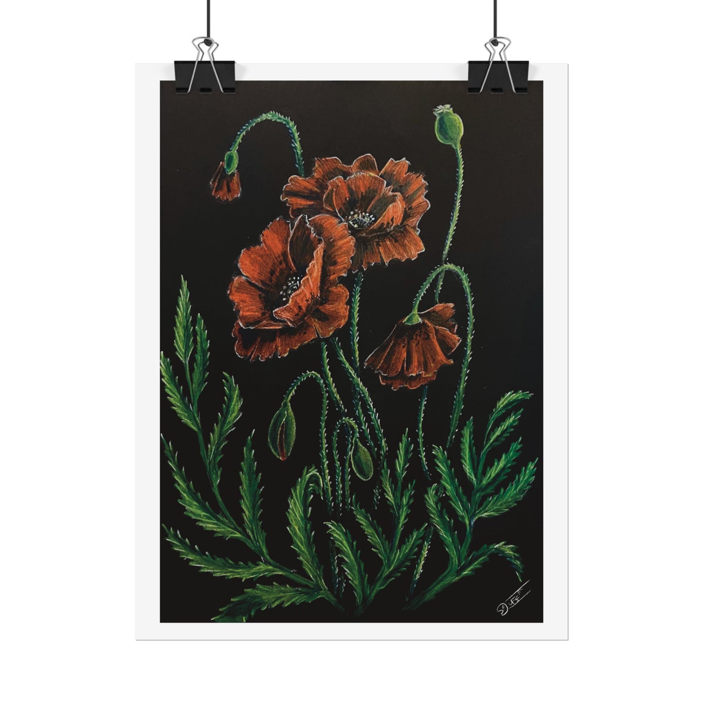 Poppy Bloom Fine Art Print