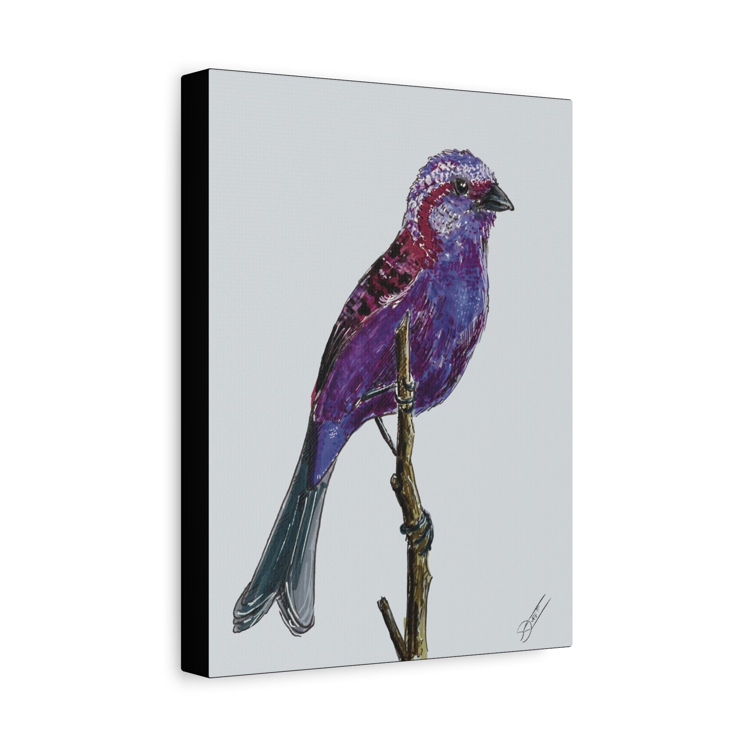 Purple Finch Canvas Print