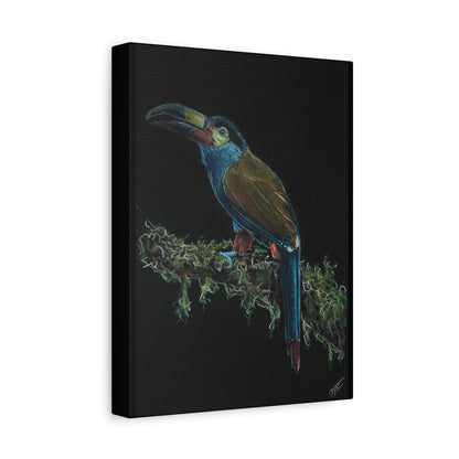 Toucan Blue Canvas Print