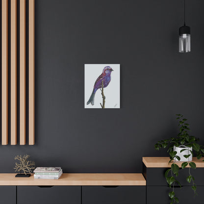 Purple Finch Canvas Print