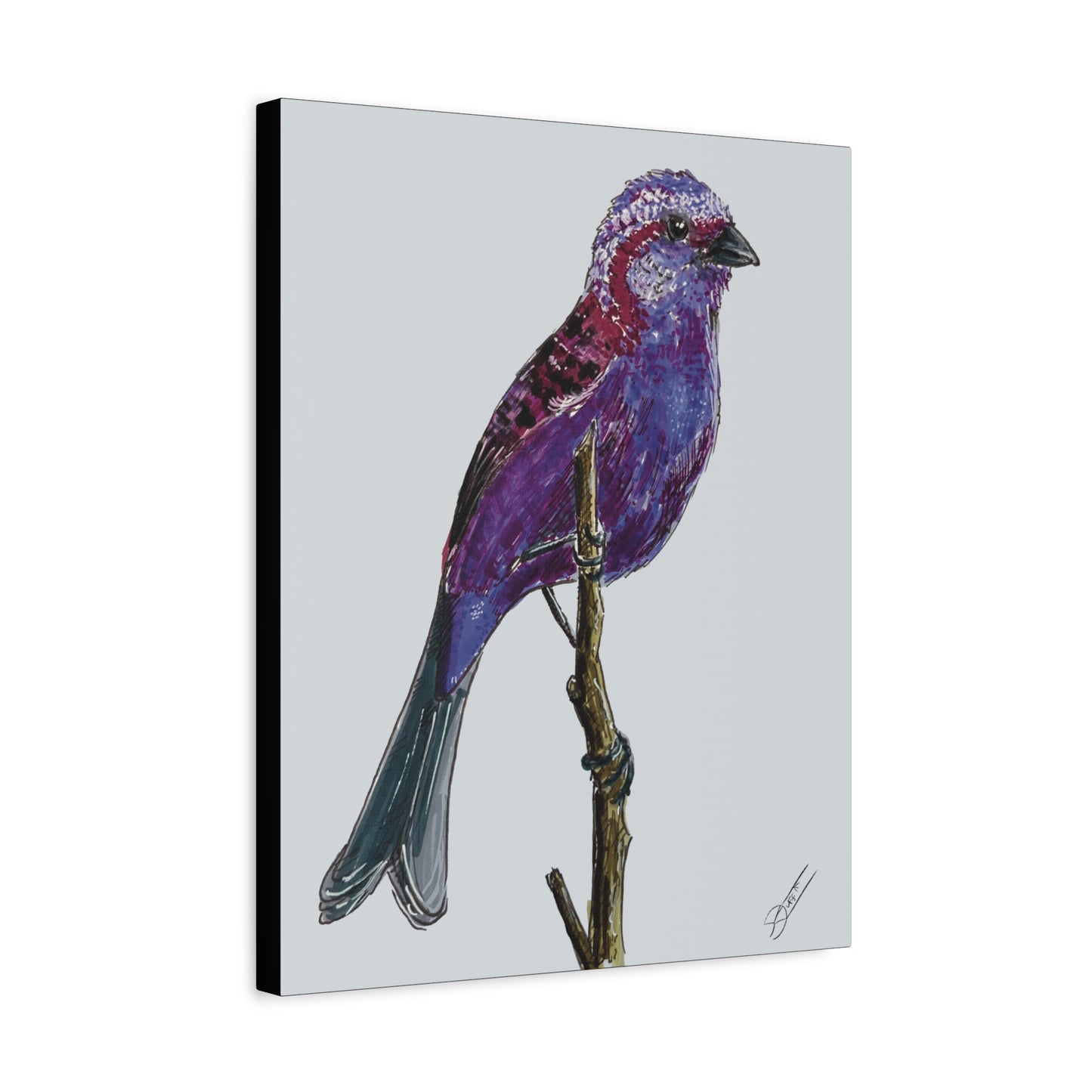 Purple Finch Canvas Print