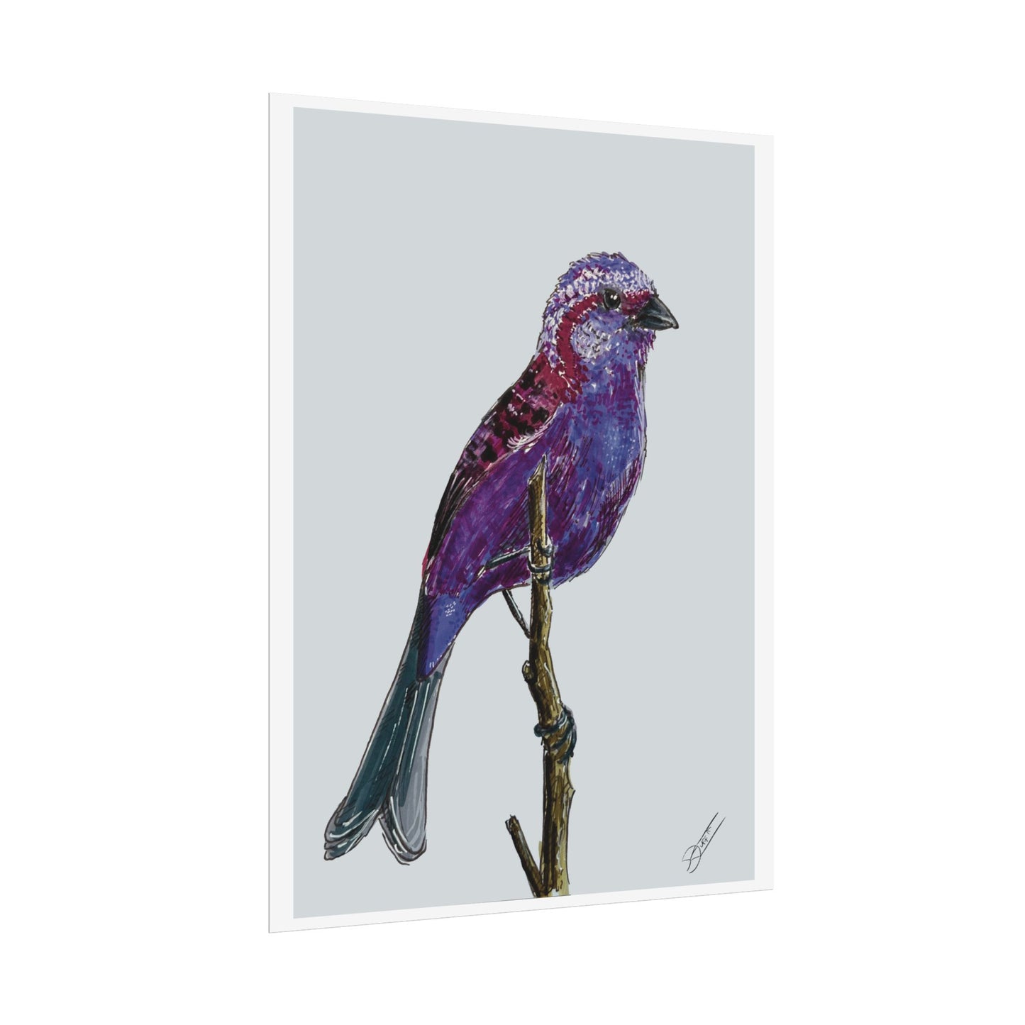 Purple Finch Fine Art Print